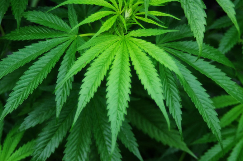 大麻が初めて合法化された国 ウルグアイ Gnv