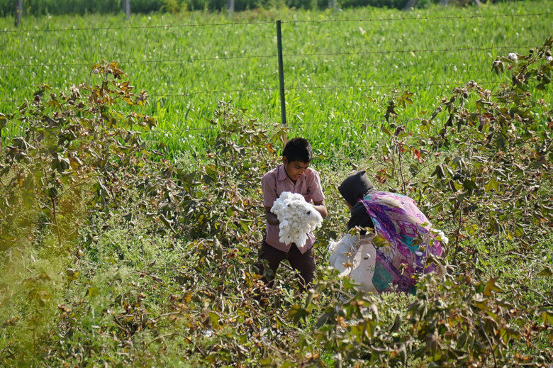 インド 綿花生産者が直面する貧困の背景には Gnv