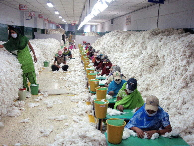 インド 綿花生産者が直面する貧困の背景には Gnv